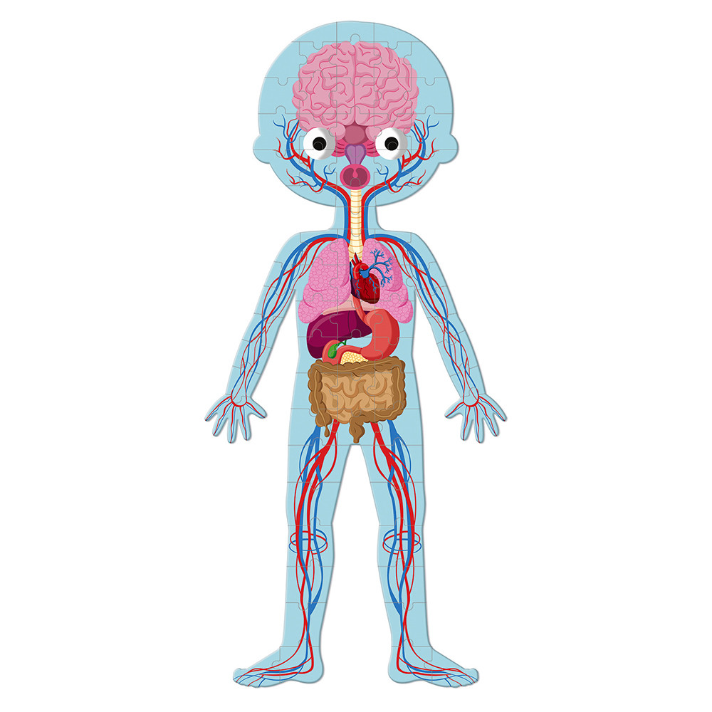 Rompecabezas Educativo Cuerpo Humano